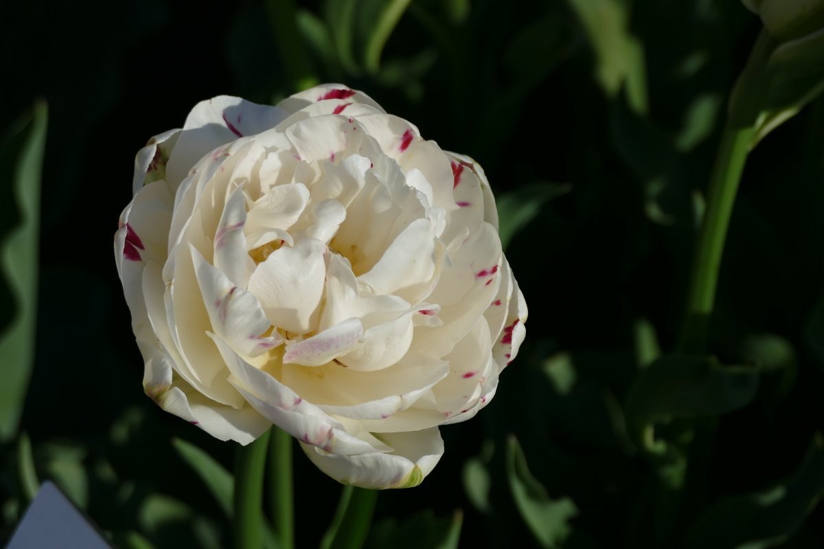 Тюльпан Дэнс Лайн - фото 5