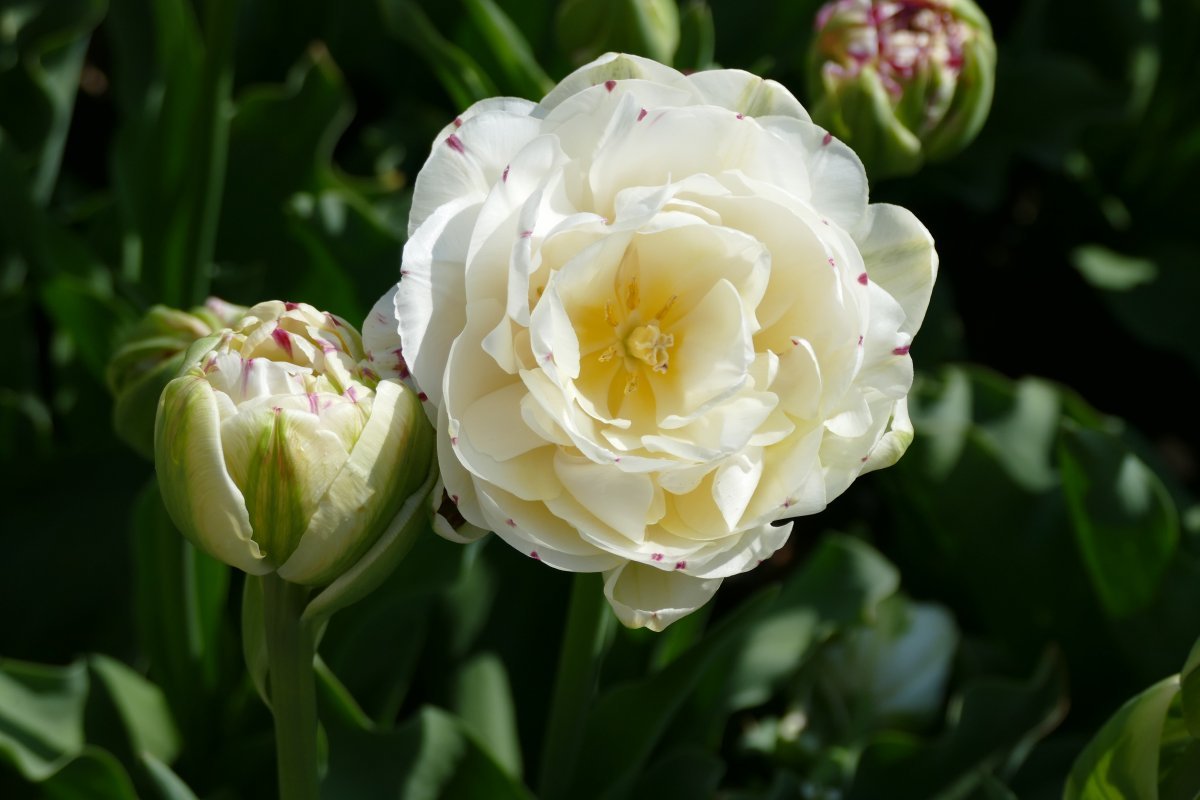 Тюльпан Дэнс Лайн - фото 6