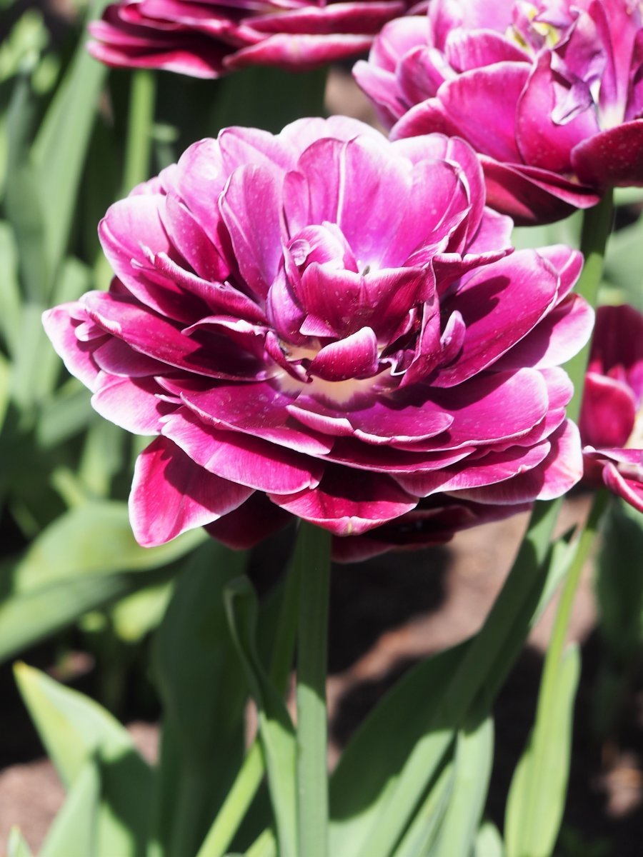 Тюльпан Дабл Тач - фото 3