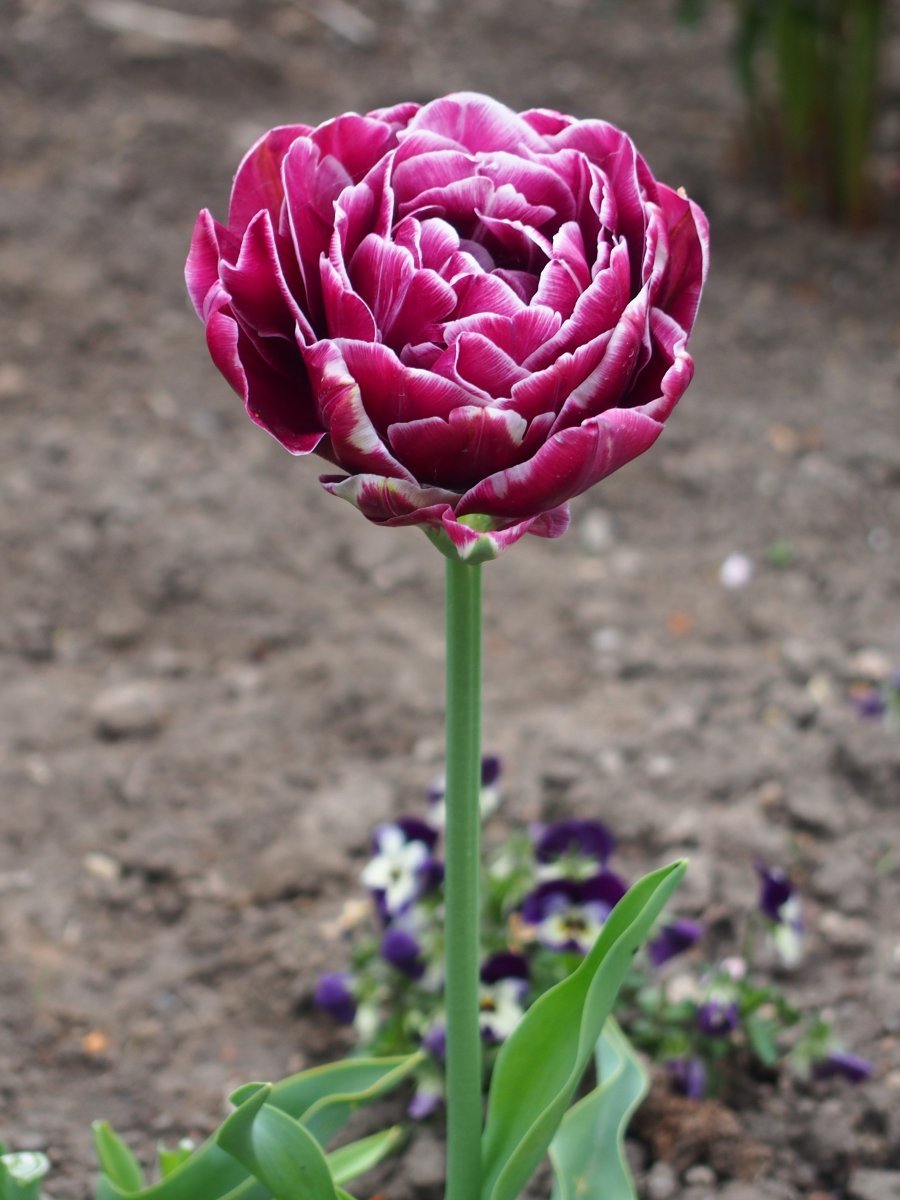 Тюльпан Дрим Тач махровый - фото 2