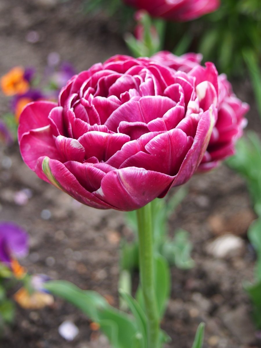 Тюльпан Дрим Тач махровый - фото 4