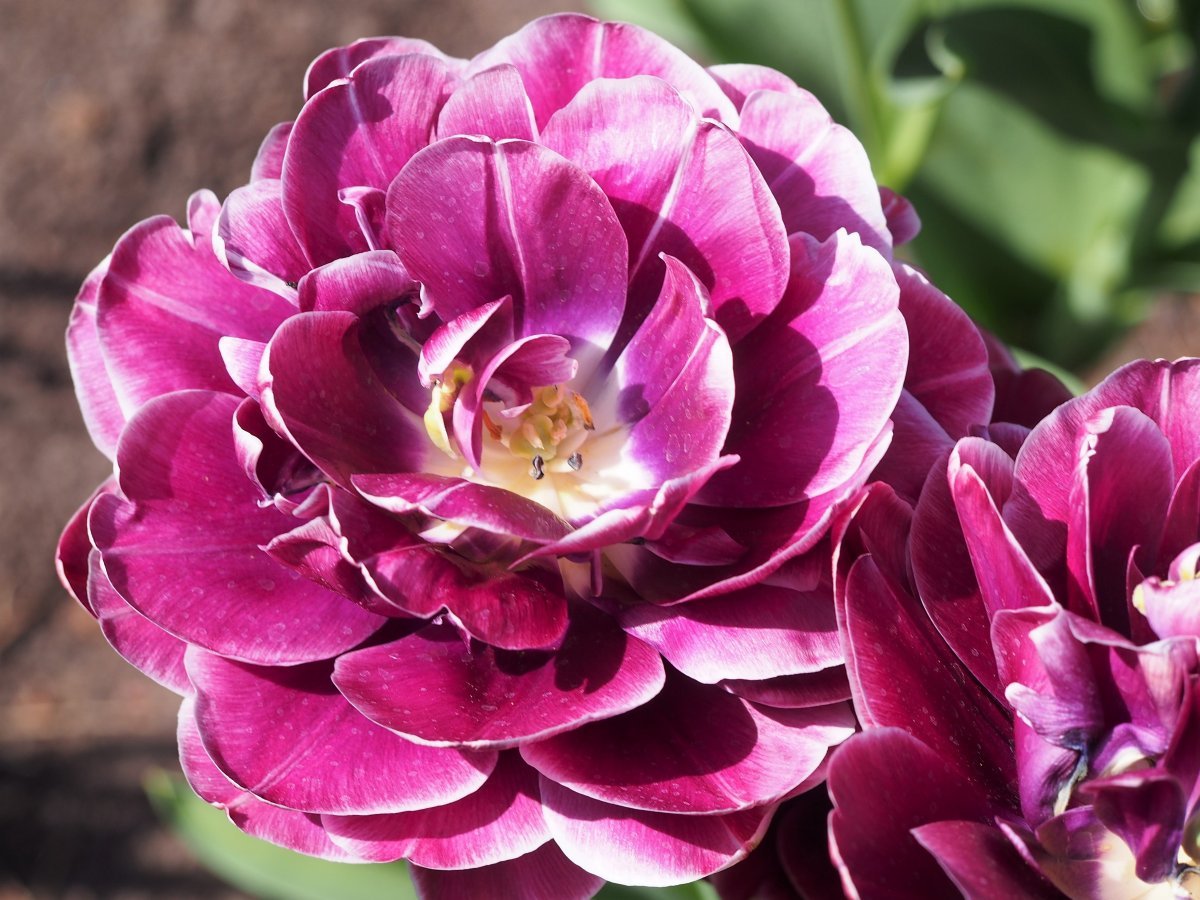 Тюльпан Дрим Тач махровый - фото 9