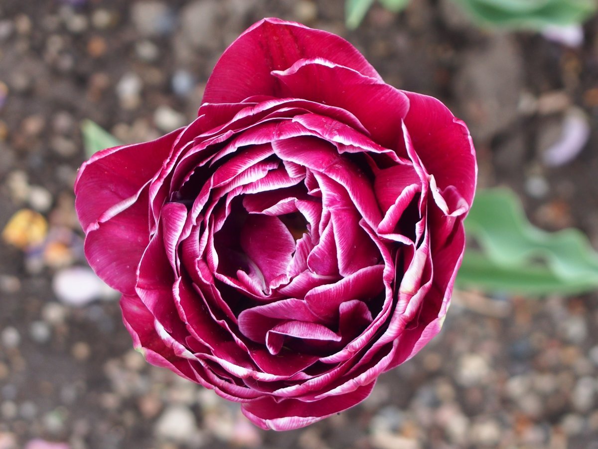 Тюльпан Дрим Тач махровый - фото 6