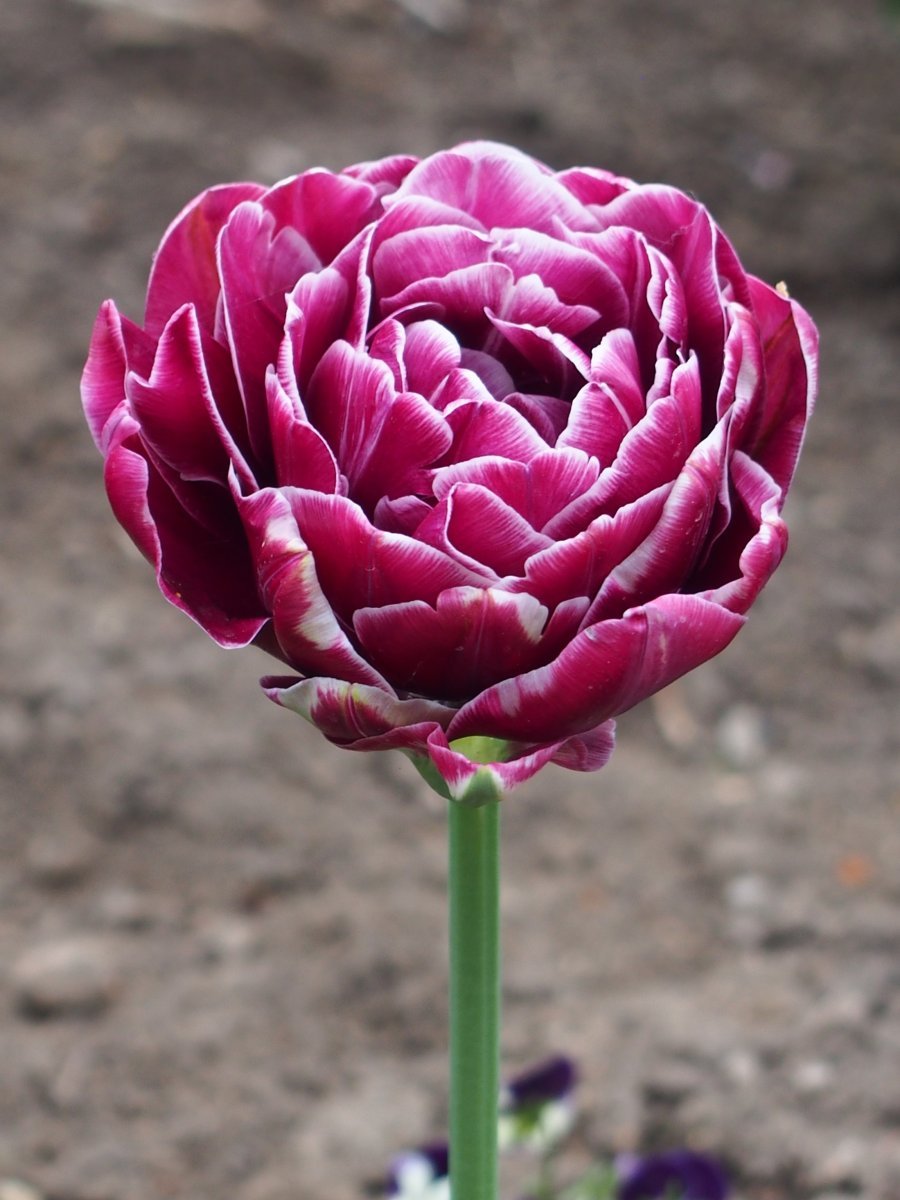 Тюльпан Дрим Тач махровый - фото 3