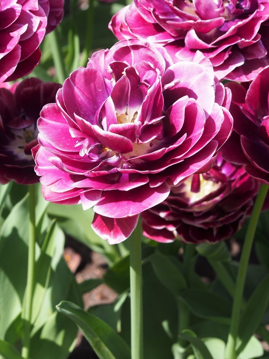 Тюльпан Дрим Тач махровый - фото 7