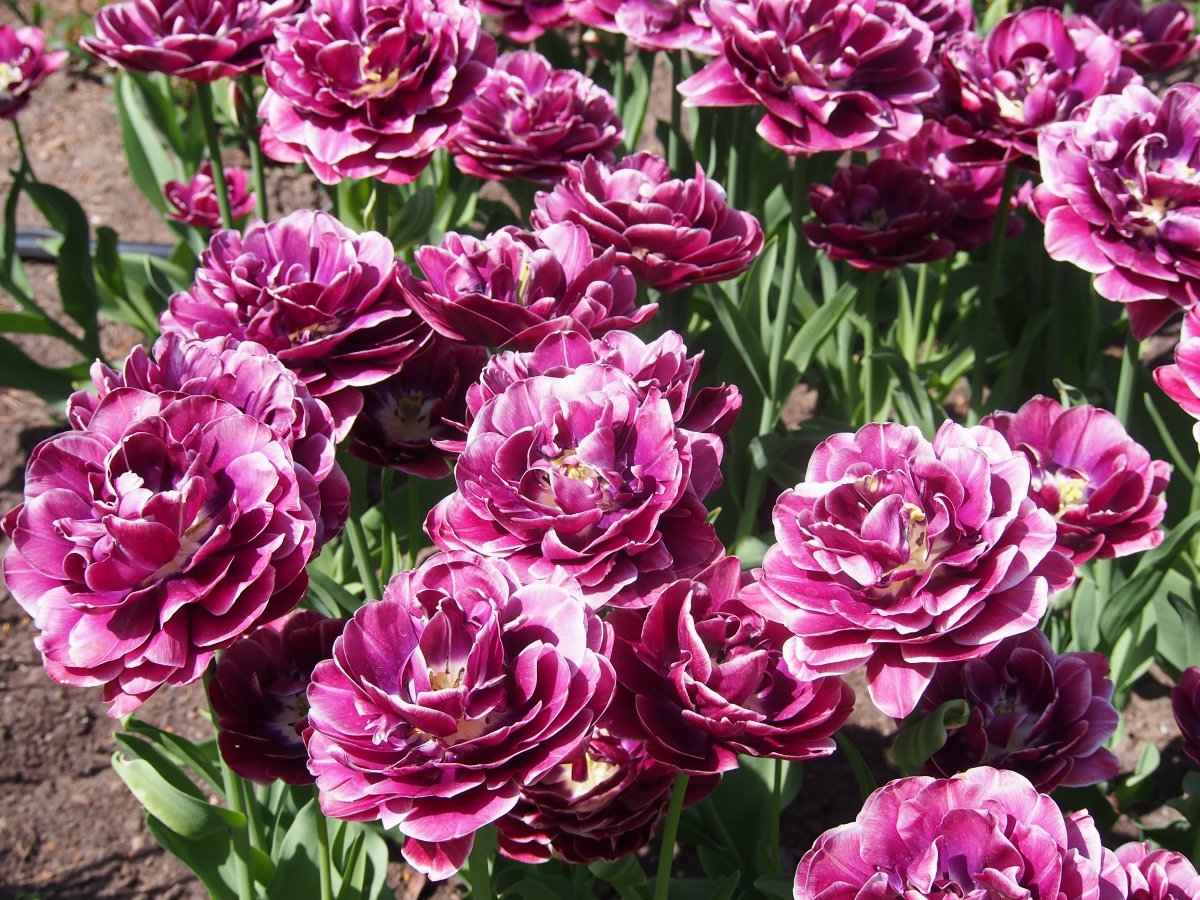 Тюльпан Дрим Тач махровый