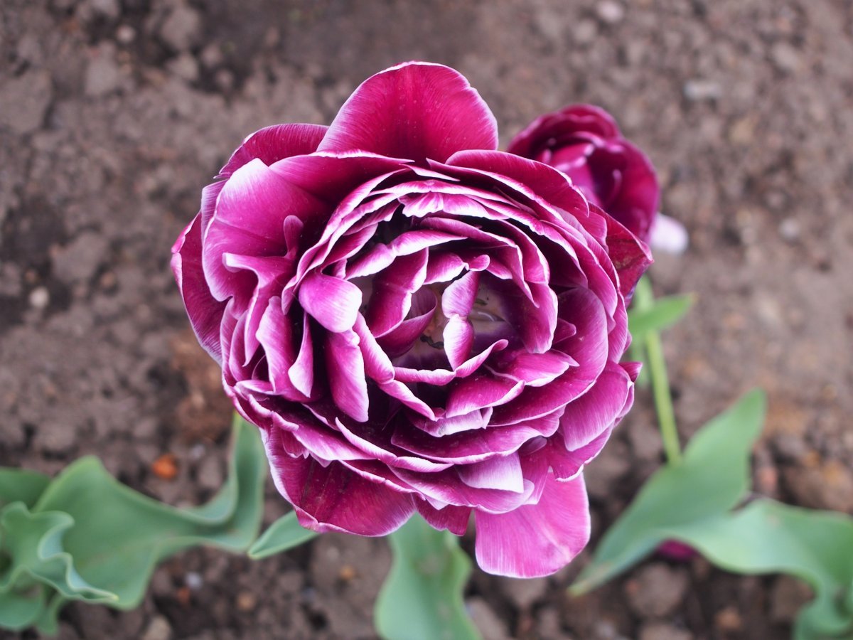 Тюльпан Дрим Тач махровый - фото 5