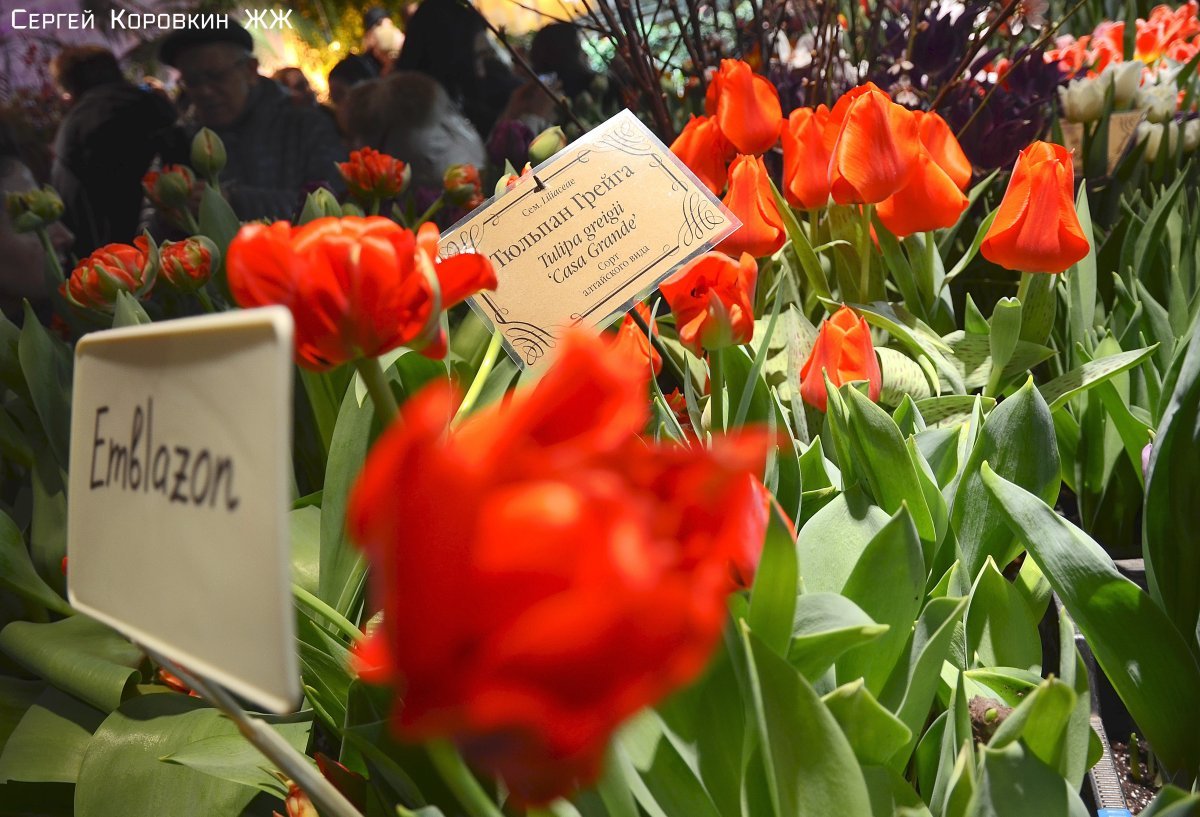 Тюльпан Эмблазон махровый