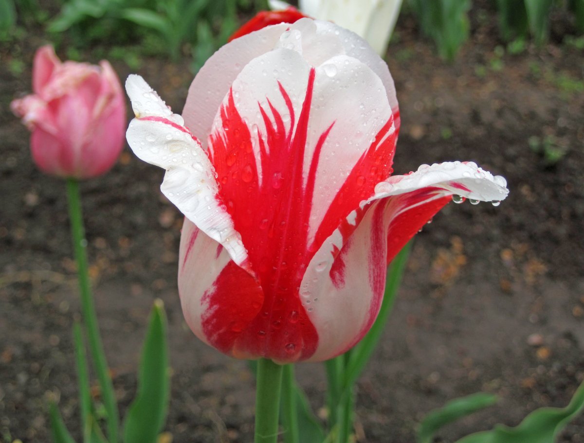 Тюльпан Горизонт махровый