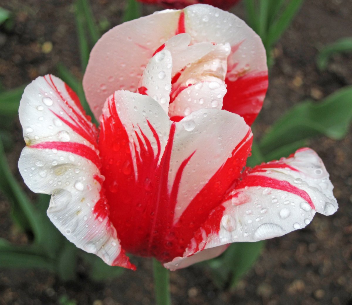 Тюльпан Горизонт махровый - фото 3