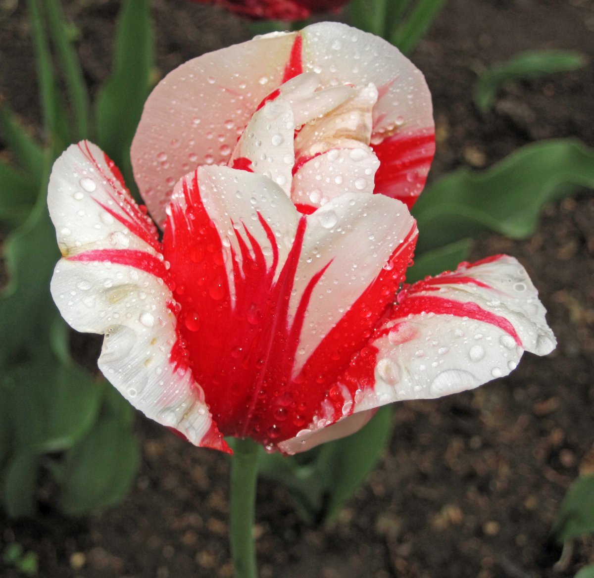 Тюльпан Горизонт махровый - фото 4