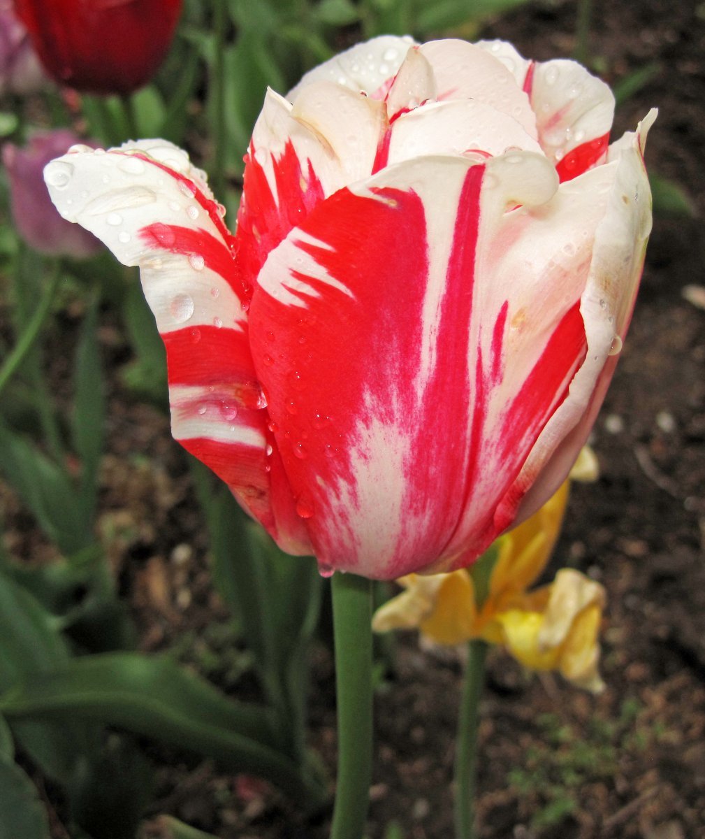 Тюльпан Горизонт махровый - фото 5