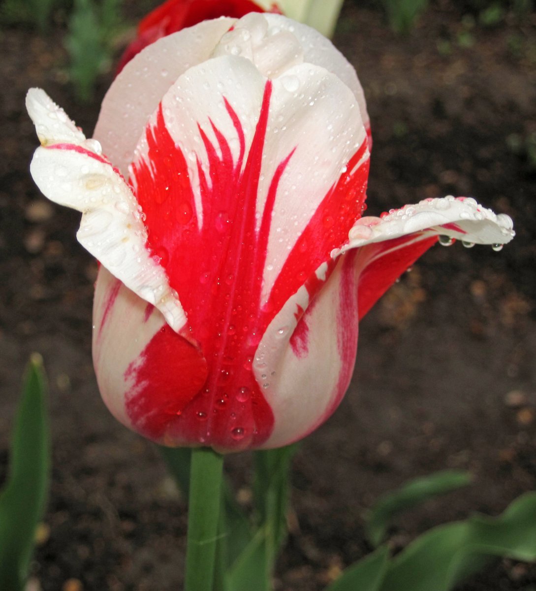 Тюльпан Горизонт махровый - фото 2