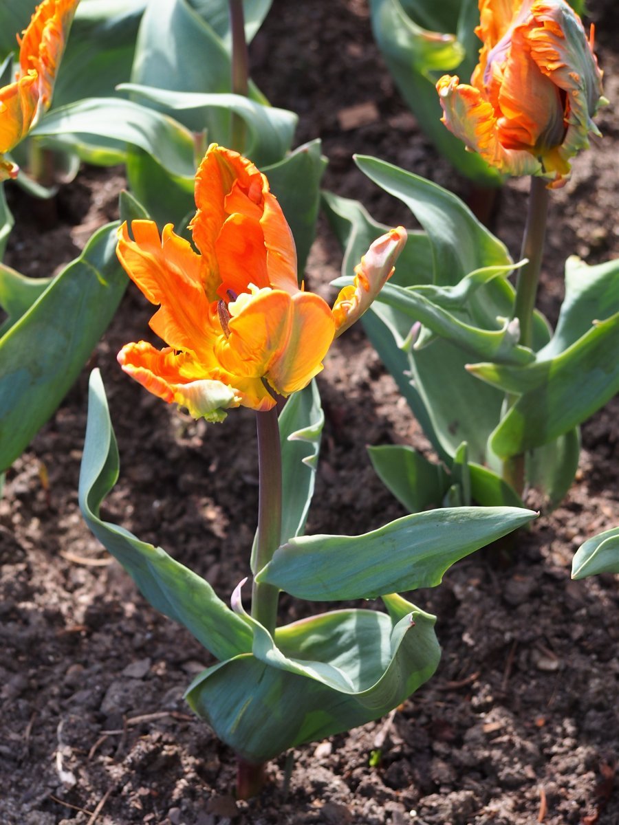 Тюльпан Оранж Принцес махровый ранний - фото 3