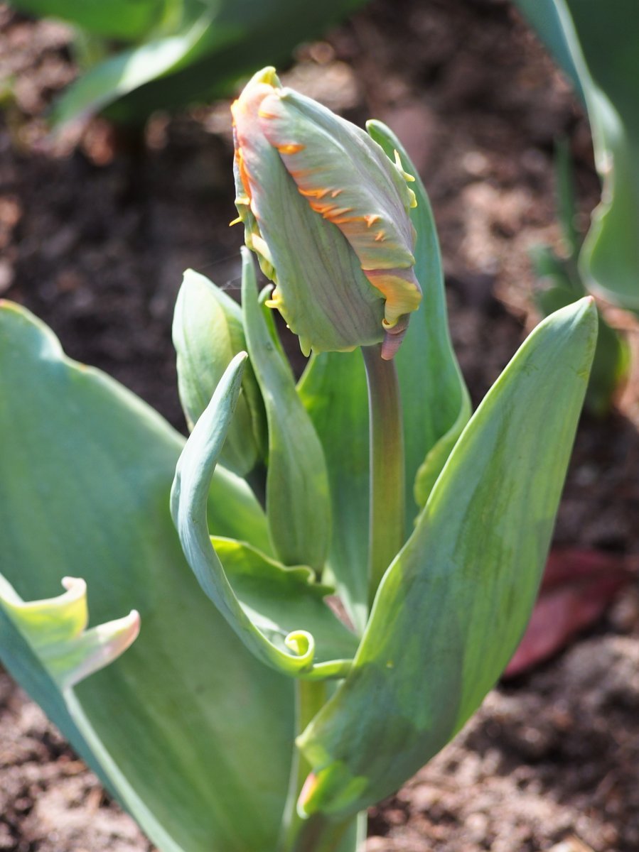 Тюльпан Оранж Принцес махровый ранний - фото 4