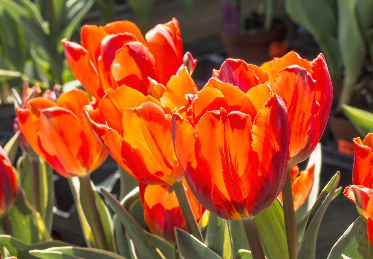 Тюльпан Оранж Принцес махровый ранний