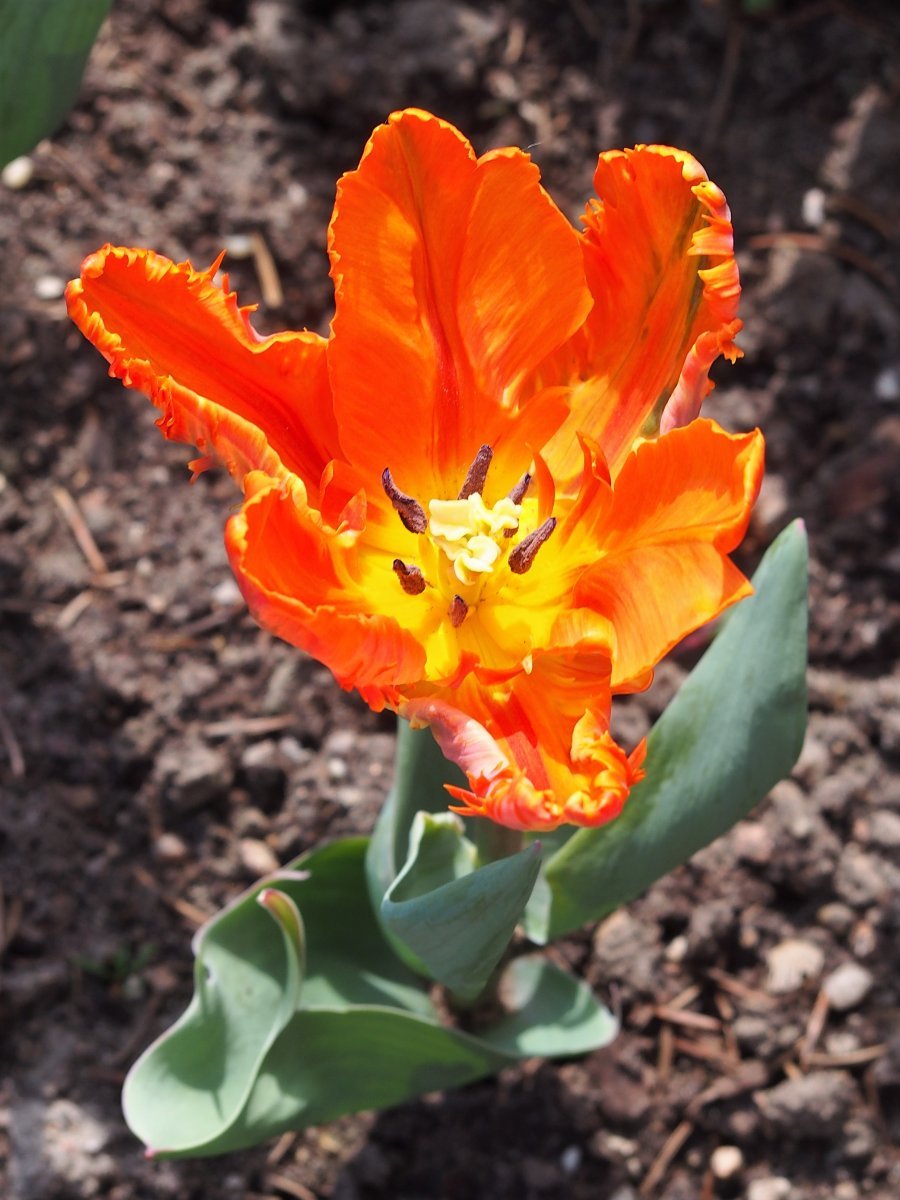 Тюльпан Оранж Принцес махровый ранний - фото 5