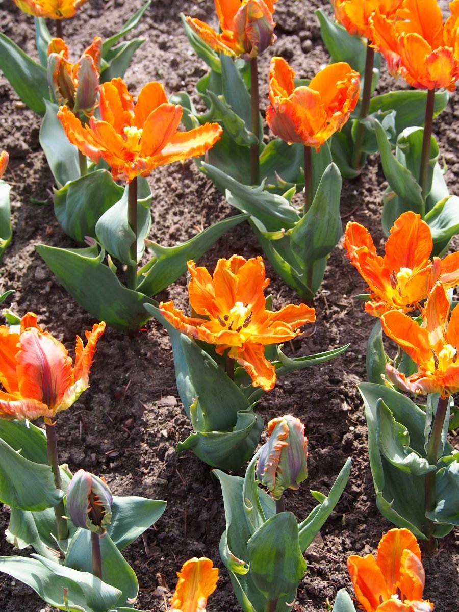 Тюльпан Оранж Принцес махровый ранний - фото 2