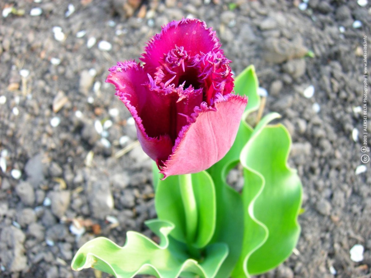 Тюльпан Ап Пинк махровый - фото 7