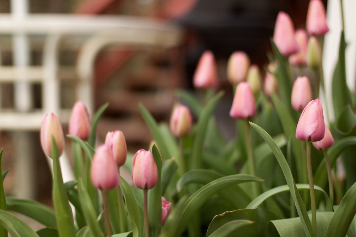 Тюльпан Ап Пинк махровый