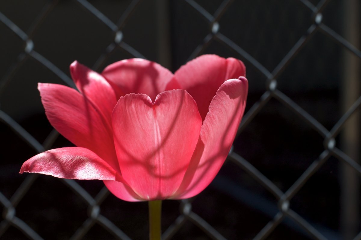 Тюльпан Ап Пинк махровый - фото 2