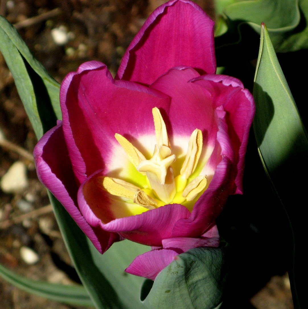 Тюльпан Ап Пинк махровый - фото 8