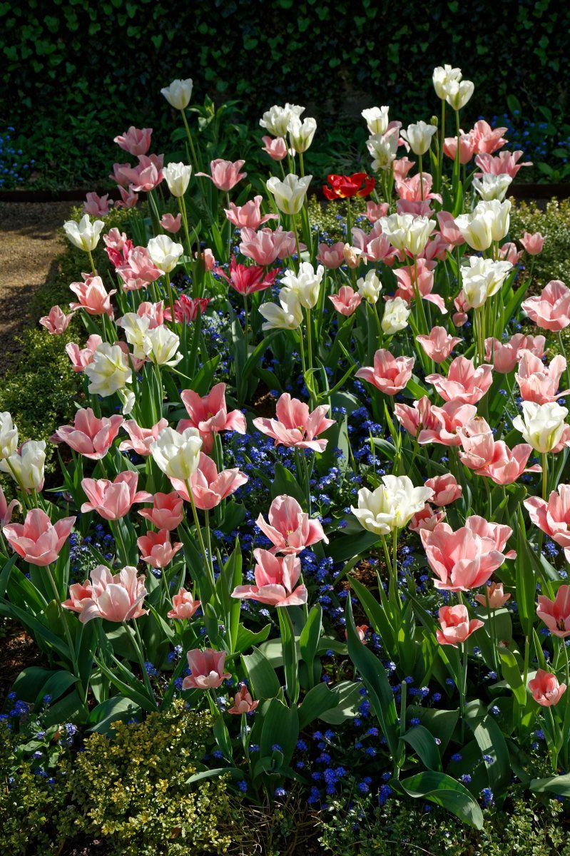 Тюльпан Ап Пинк махровый - фото 6