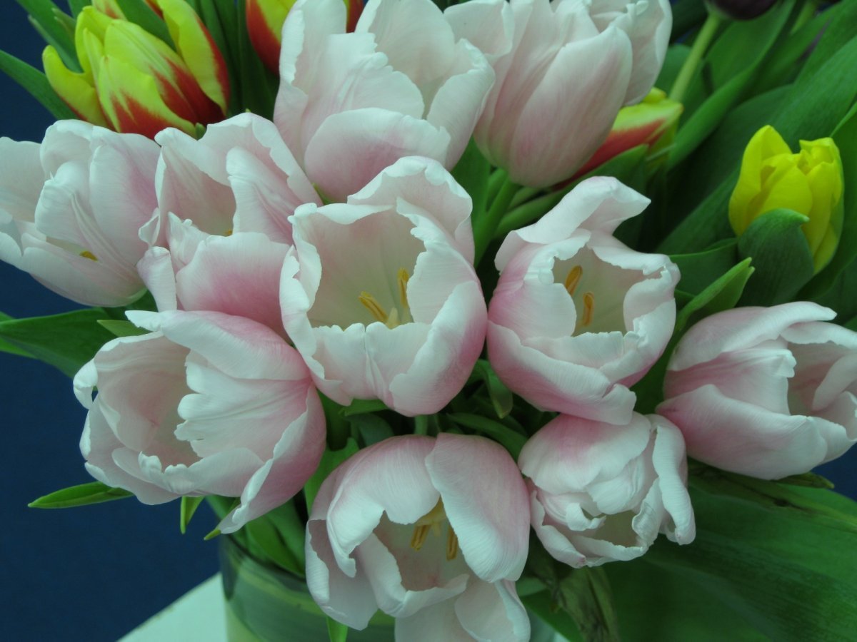 Тюльпан Ап Пинк махровый - фото 5