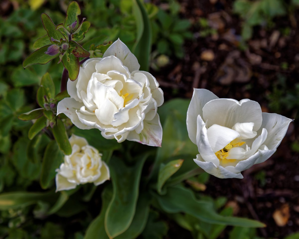 Тюльпан Ап Уайт махровый