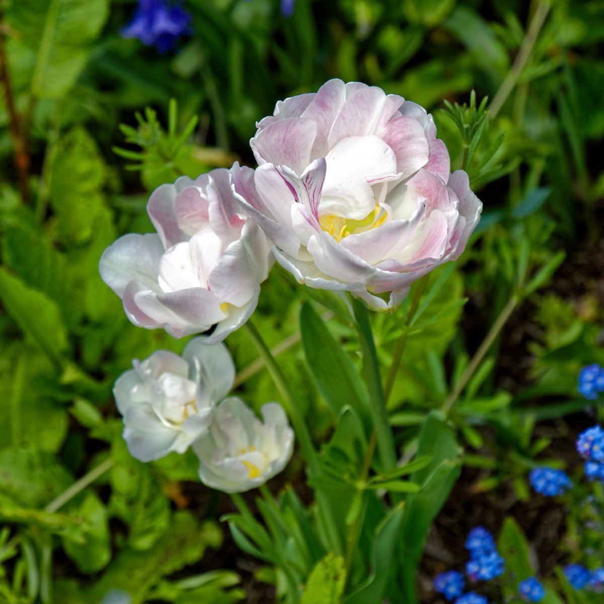 Тюльпан Ап Уайт махровый - фото 2
