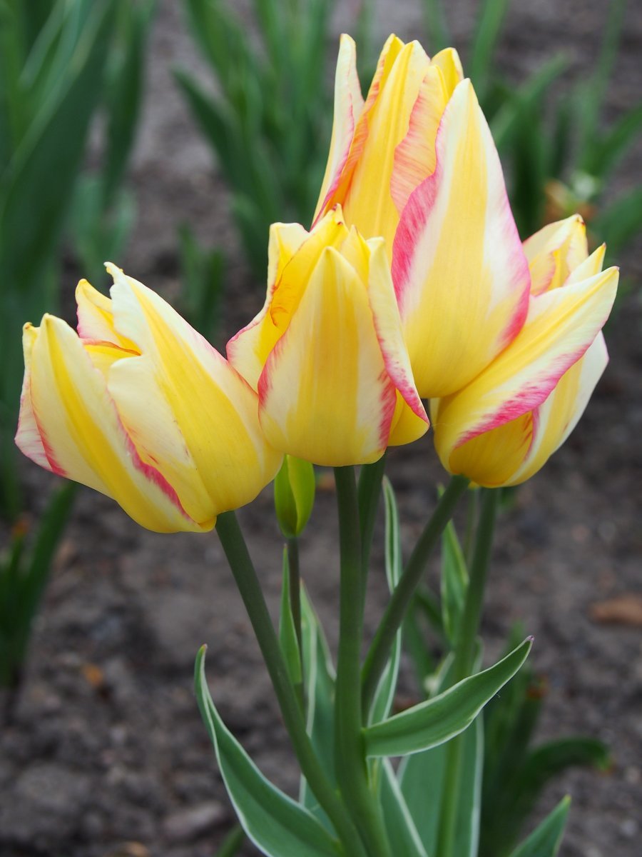 Тюльпан Антуанетта - фото 2