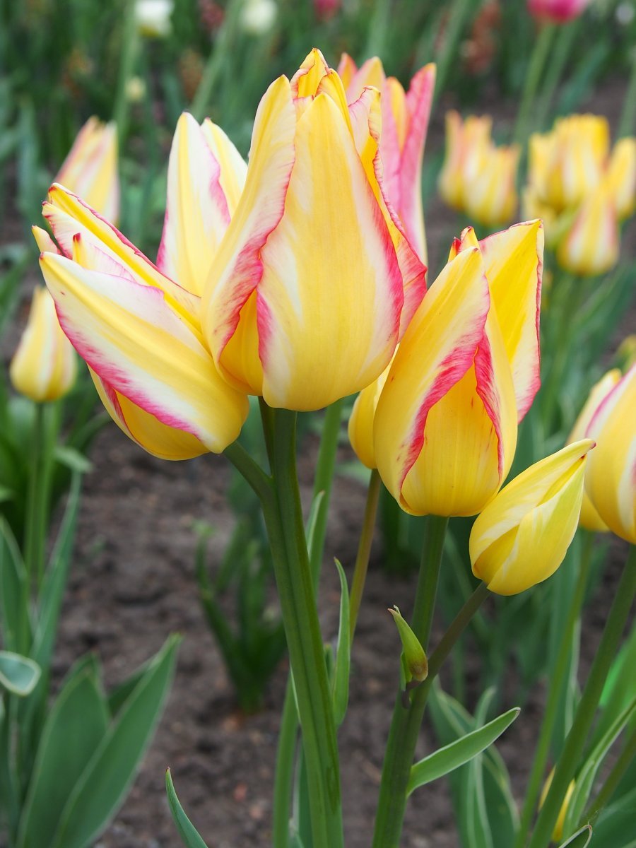 Тюльпан Антуанетта - фото 3