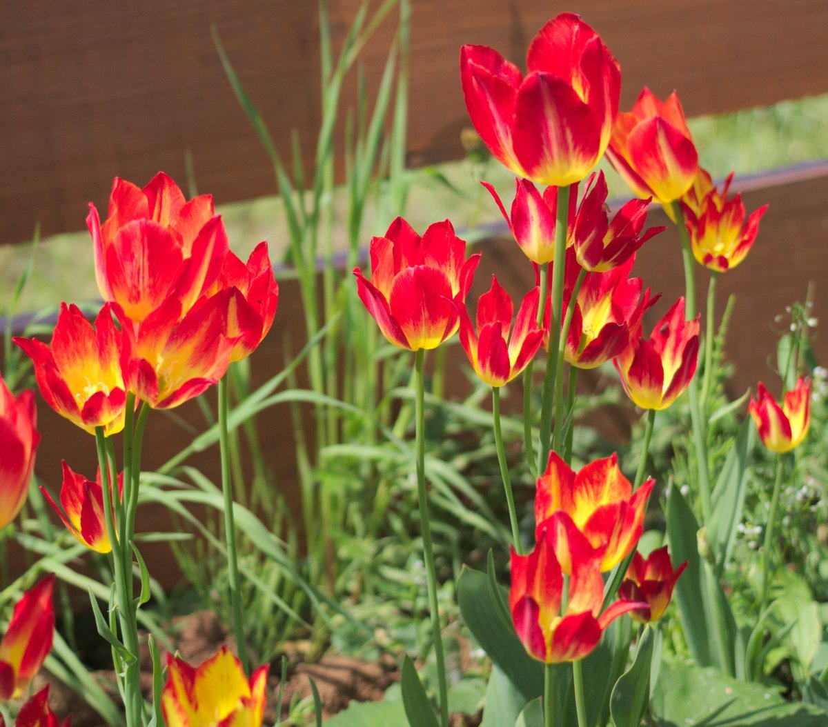 Тюльпан Флоретте многоцветковый - фото 5