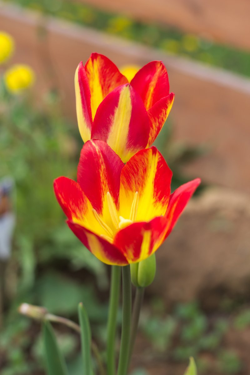 Тюльпан Флоретте многоцветковый - фото 4