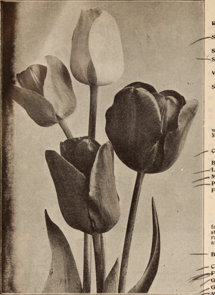 Тюльпан Блэк Пэррот попугайный