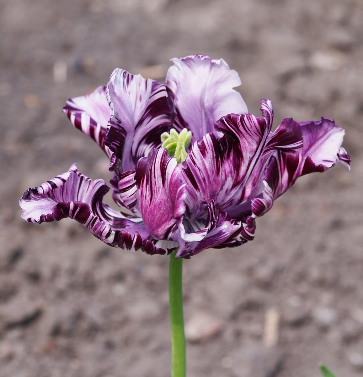 Тюльпан Блу Пэррот попугайный