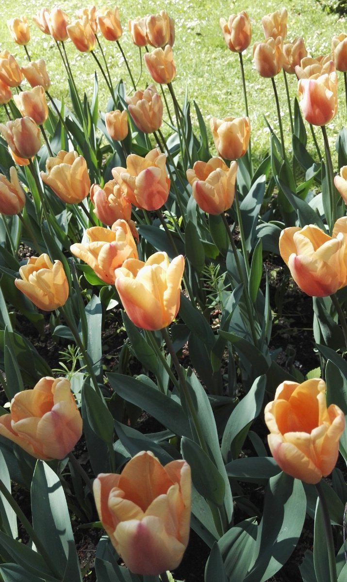 Тюльпан Блюмекс попугайный