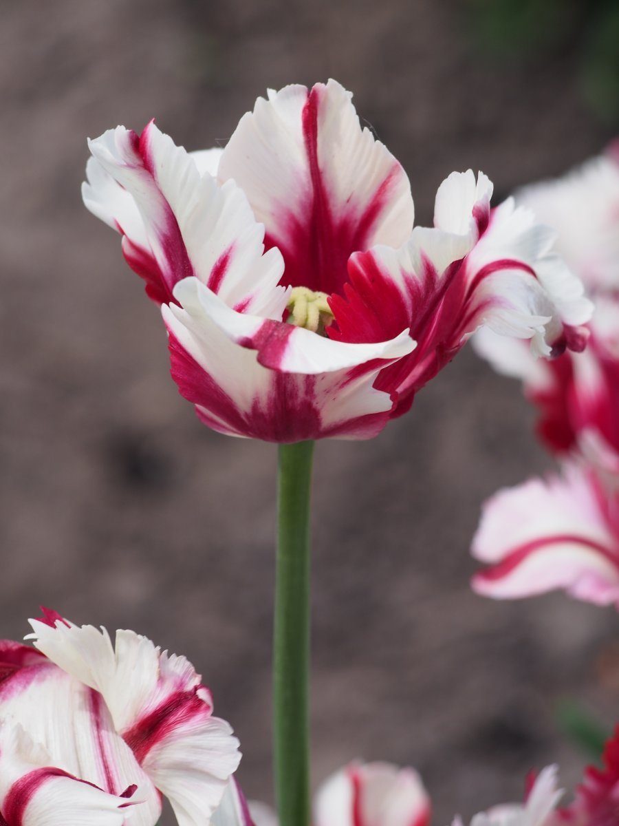 Тюльпан Эстелла Рижнвельд попугайный - фото 5