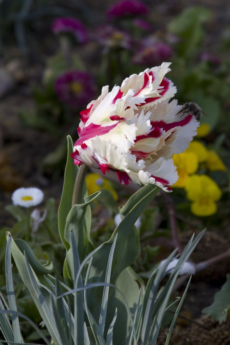 Тюльпан Эстелла Рижнвельд попугайный - фото 3