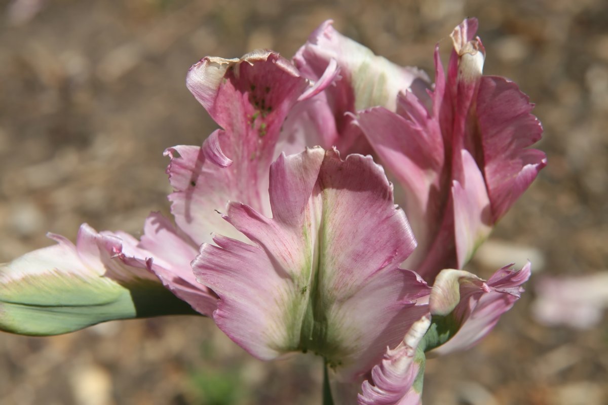 Тюльпан Грин Вейв попугайный