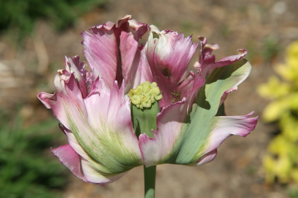 Тюльпан Грин Вейв попугайный - фото 3