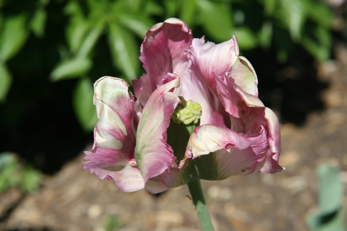 Тюльпан Грин Вейв попугайный - фото 2