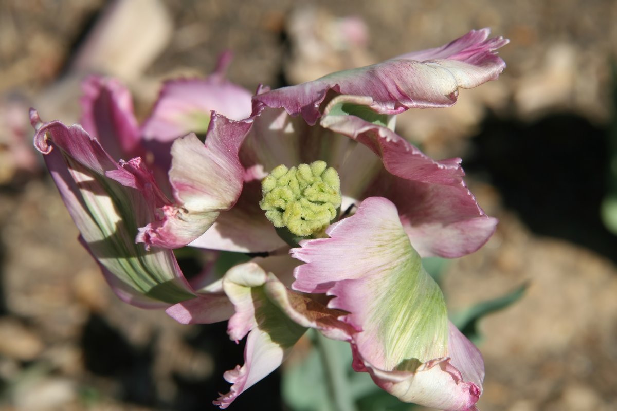Тюльпан Грин Вейв попугайный - фото 5