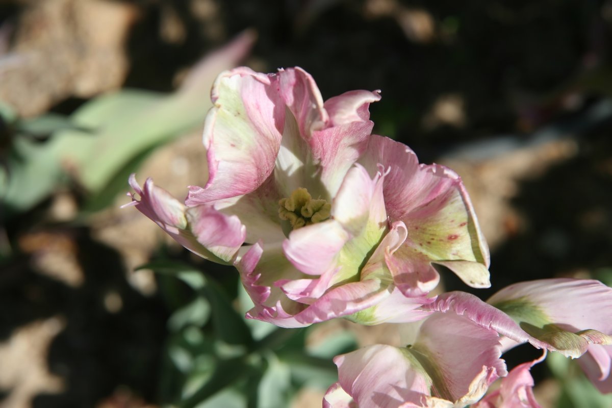 Тюльпан Грин Вейв попугайный - фото 4