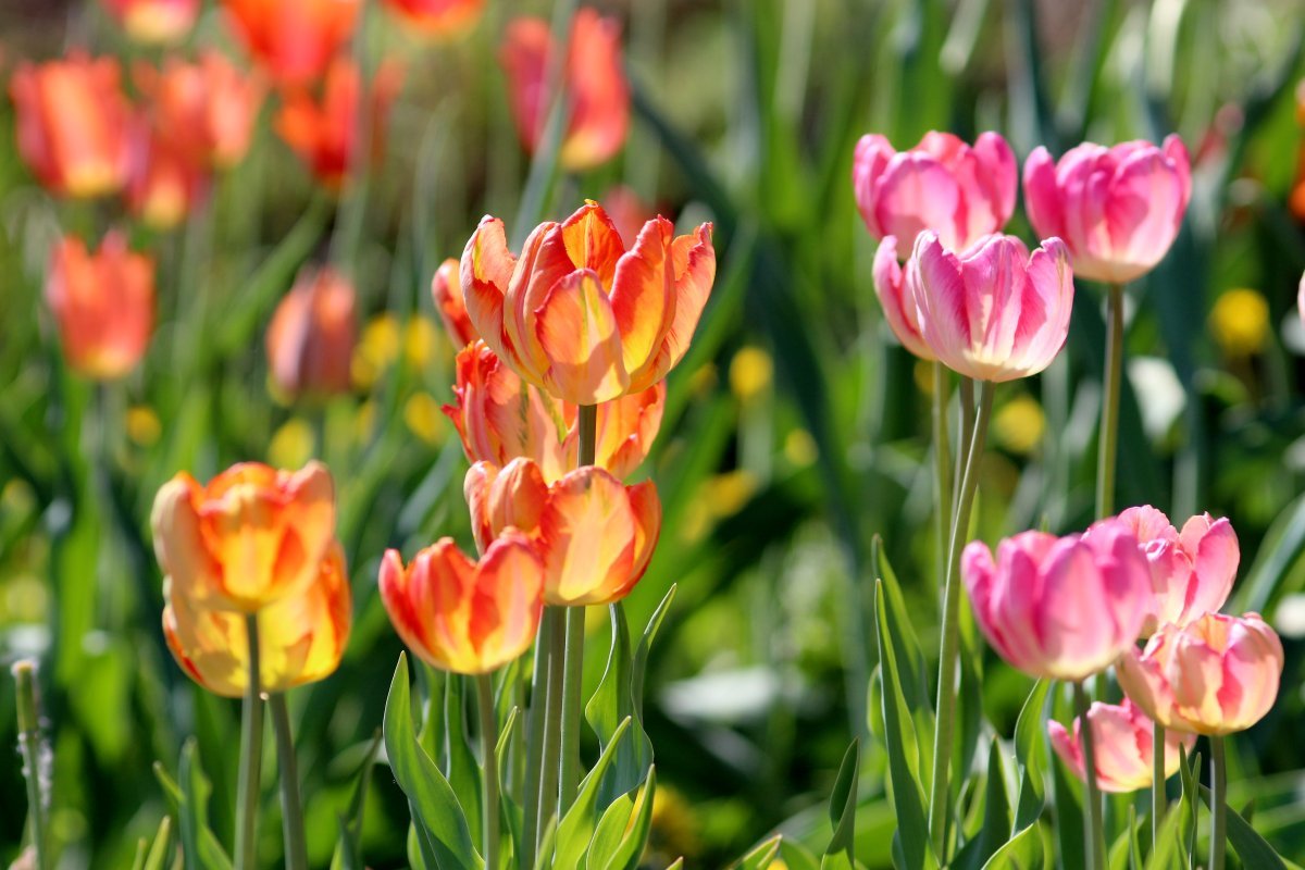 Тюльпан Пэррот Кинг попугайный