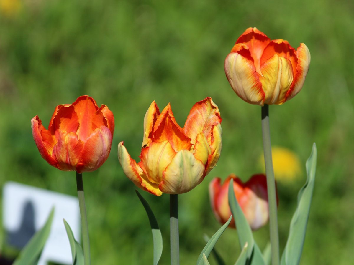 Тюльпан Пэррот Кинг попугайный - фото 2