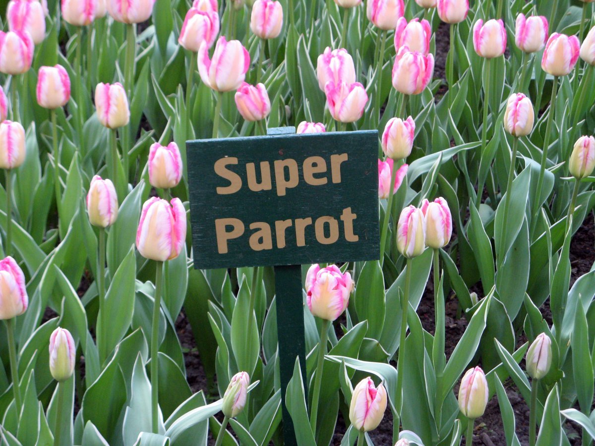 Тюльпан Супер Пэррот попугайный - фото 2