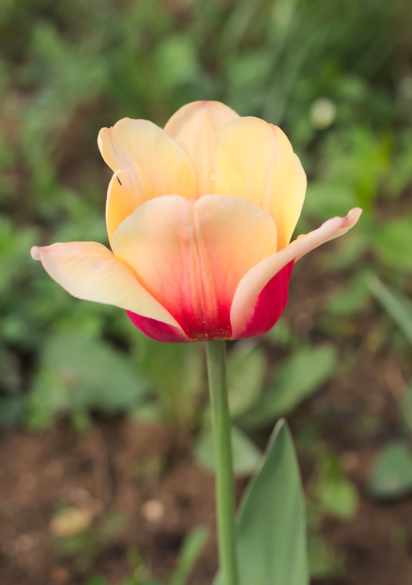 Тюльпан Априкот Бьюти простой раний - фото 6