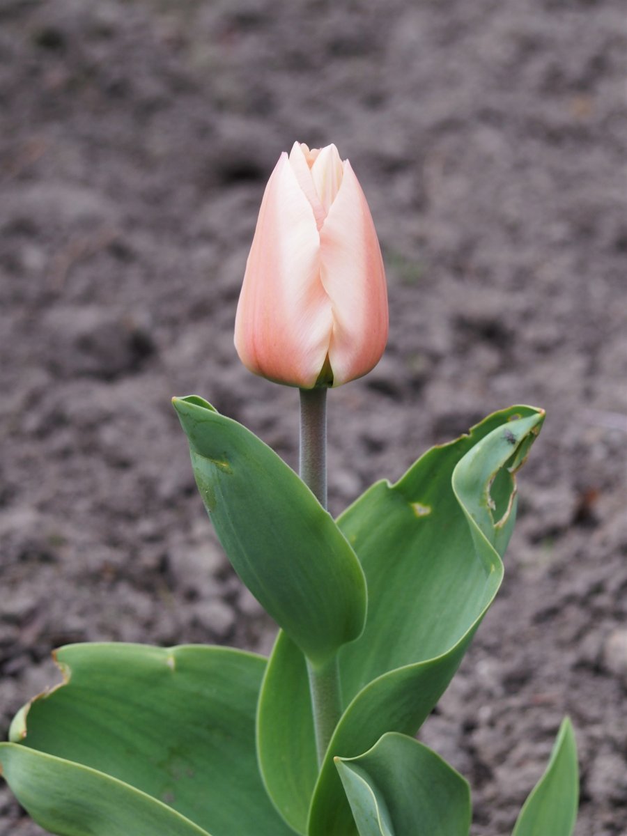Тюльпан Априкот Бьюти простой раний - фото 10