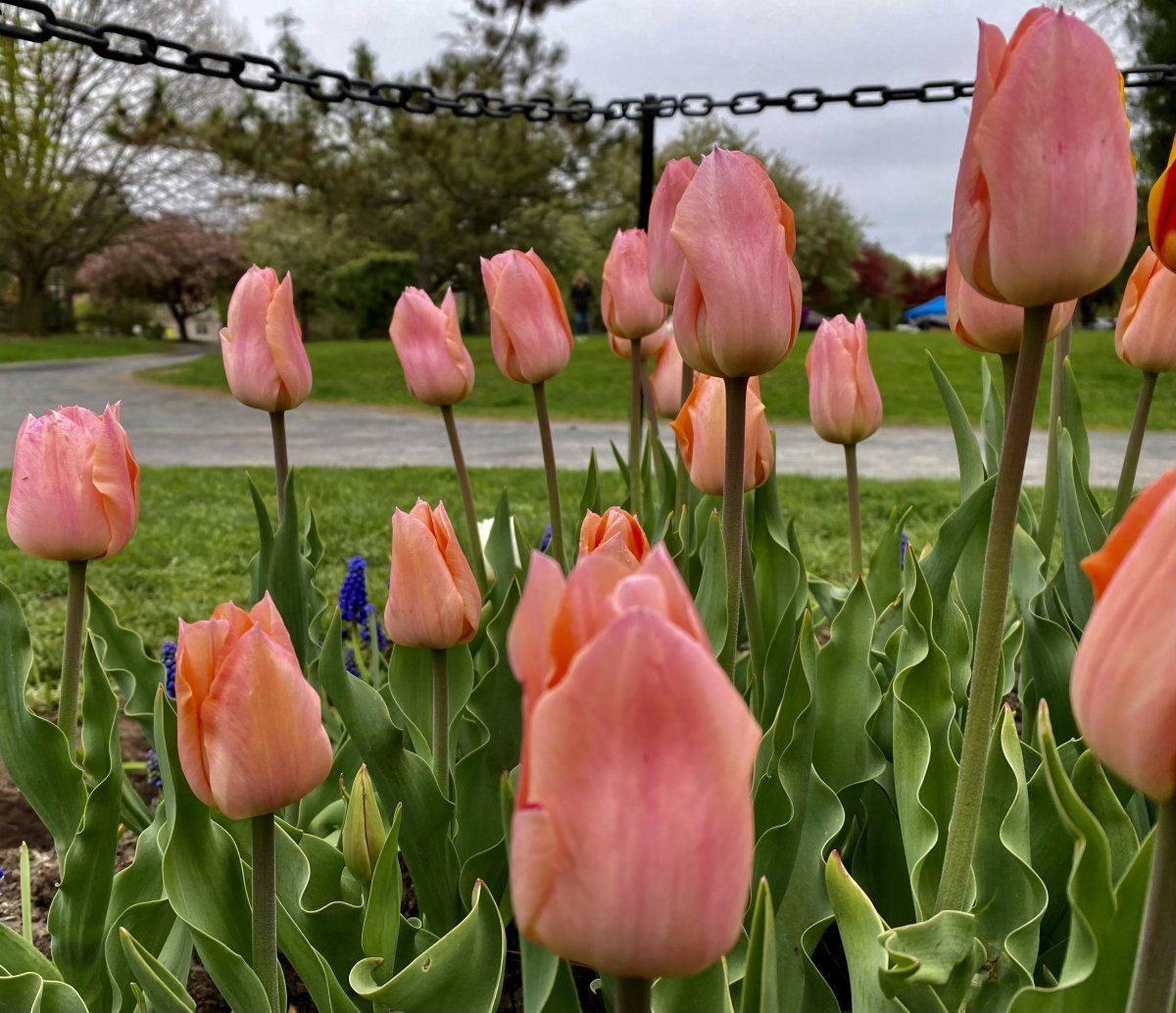 Тюльпан Априкот Бьюти простой раний